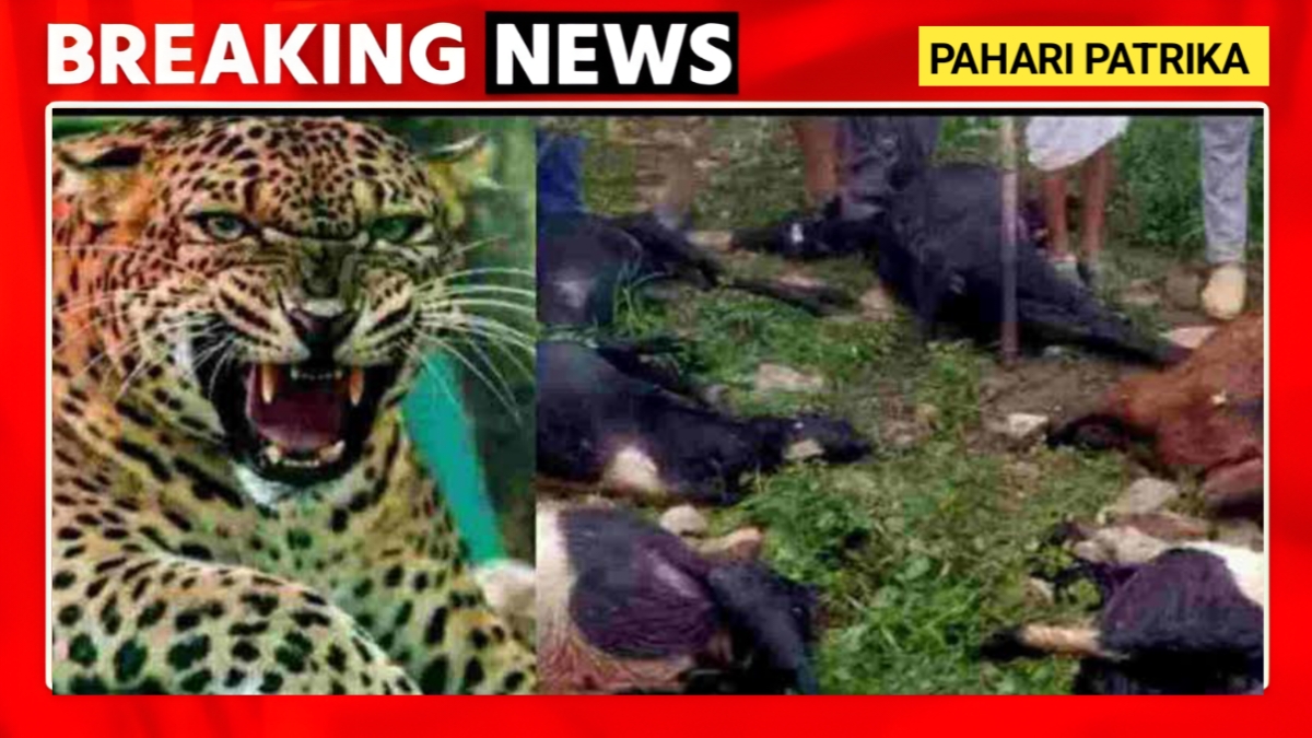 उत्तरकाशी में गुलदार का आतंक, गौशाला में घुसकर 25 बकरियों को मारा